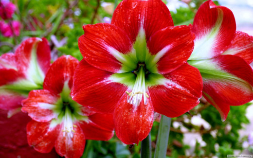 495254 (a): :1440x900